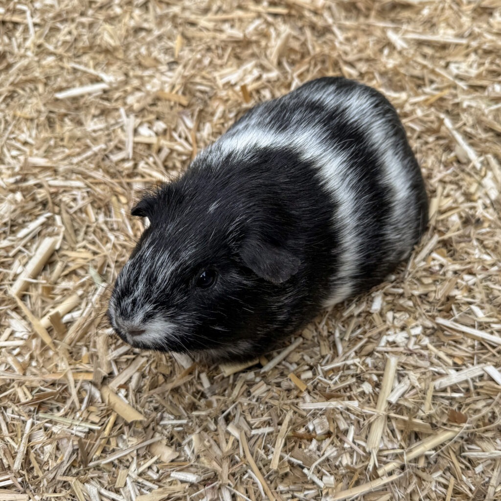 Pfotenfreundlich