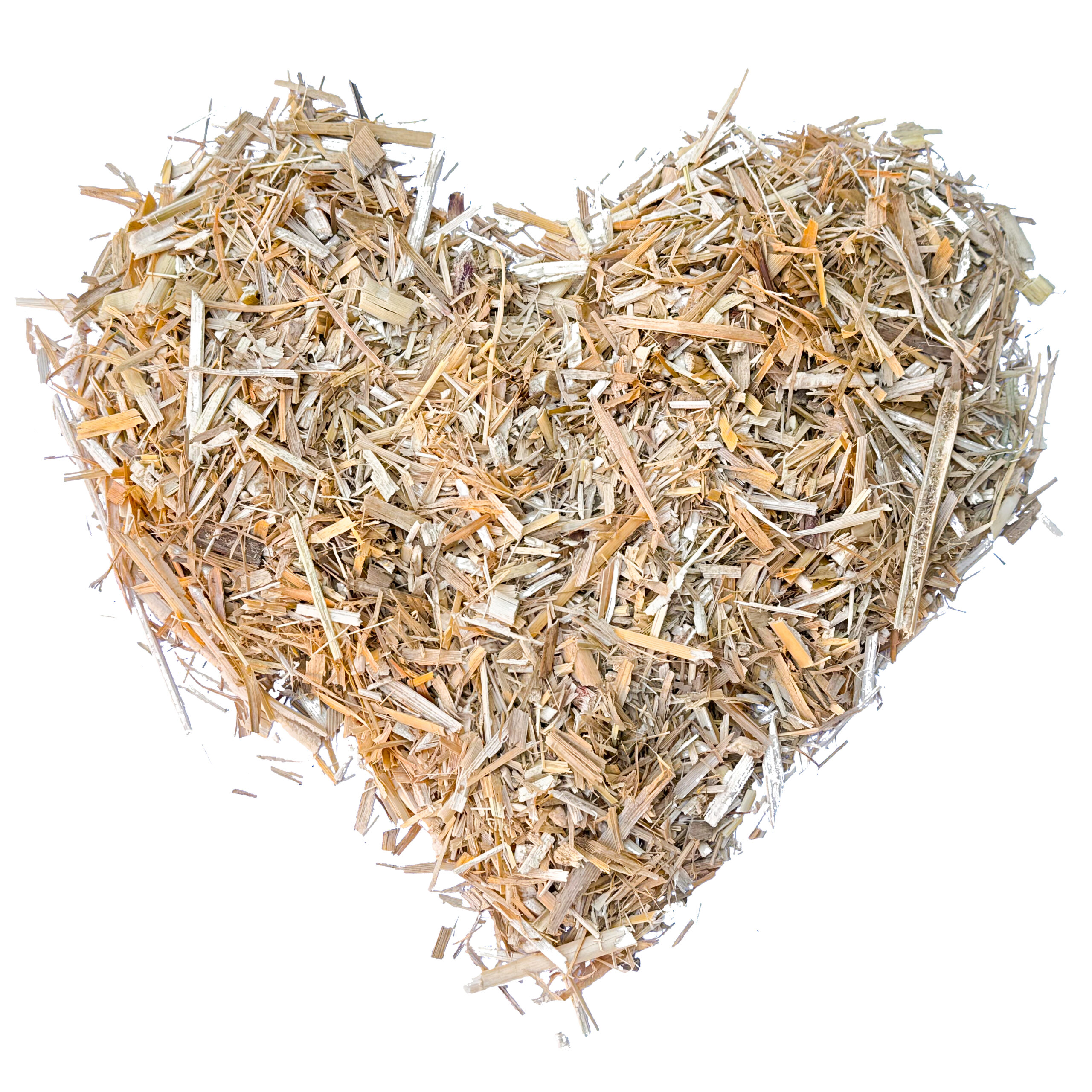 Miscanthus